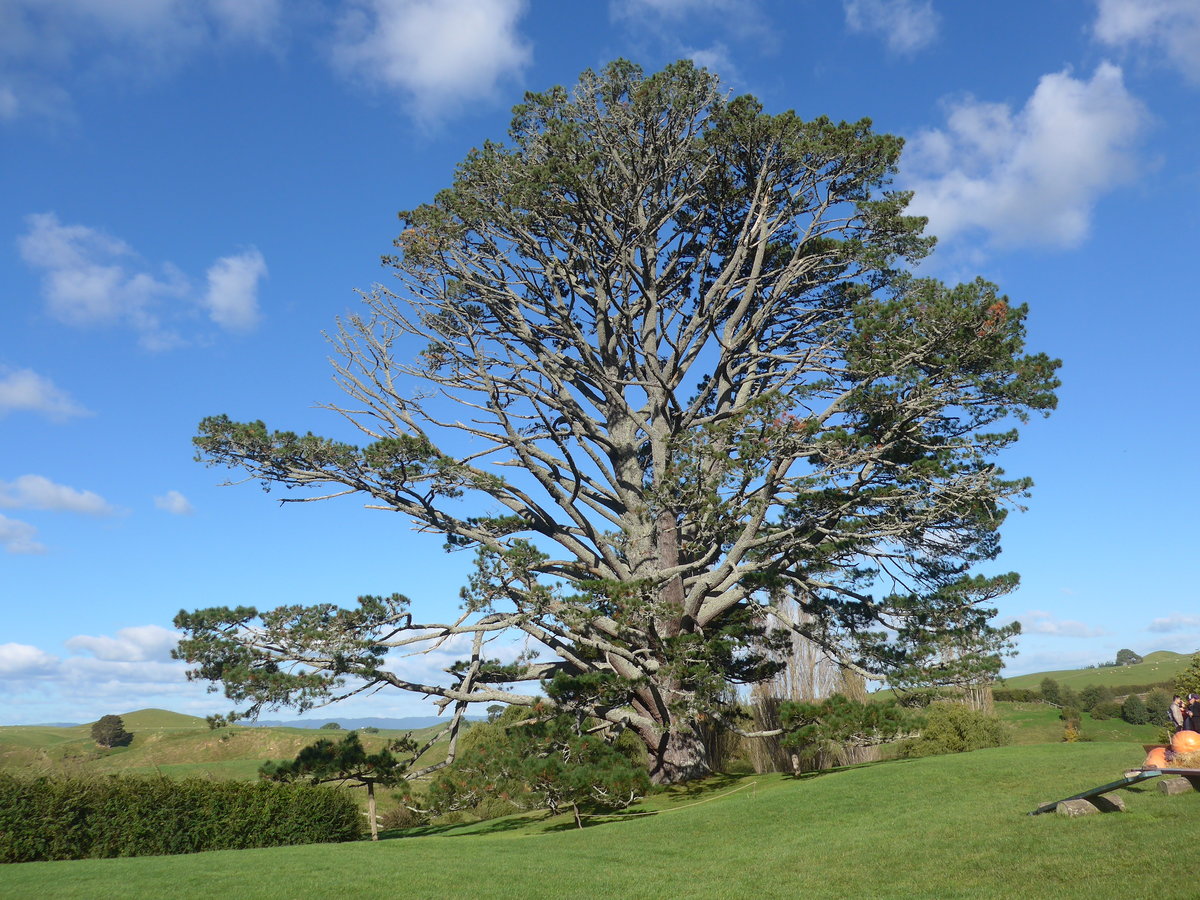 (190'949) - Baum im Hobbiton am 22. April 2018 bei Hinuera