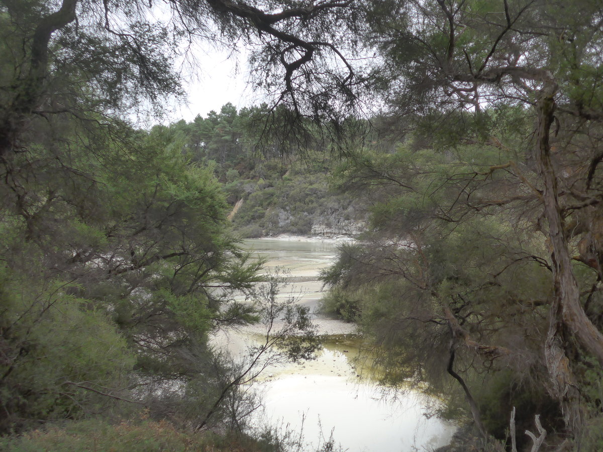 (191'140) - B�ume und See im Wai-O-Tapu Thermal Wonderland am 23. April 2018 bei Rotorua