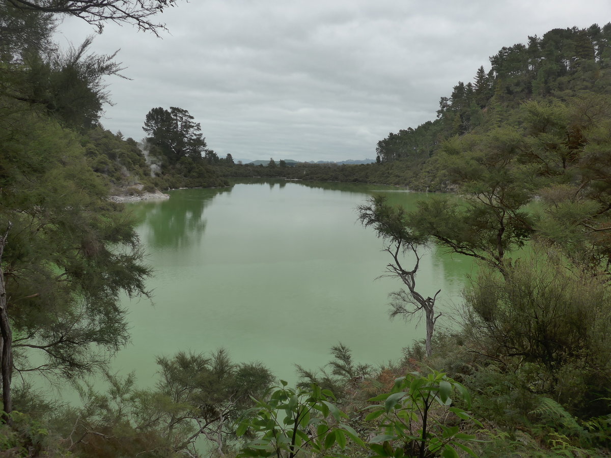 (191'156) - See und B�ume im Wai-O-Tapu Thermal Wonderland am 23. April 2018 bei Rotorua