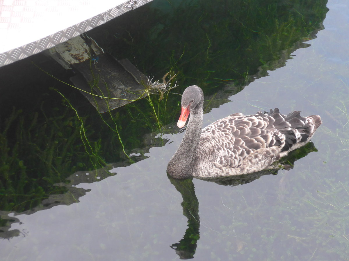 (191'221) - Schwan am 24. April 2018 im Hafen von Taupo