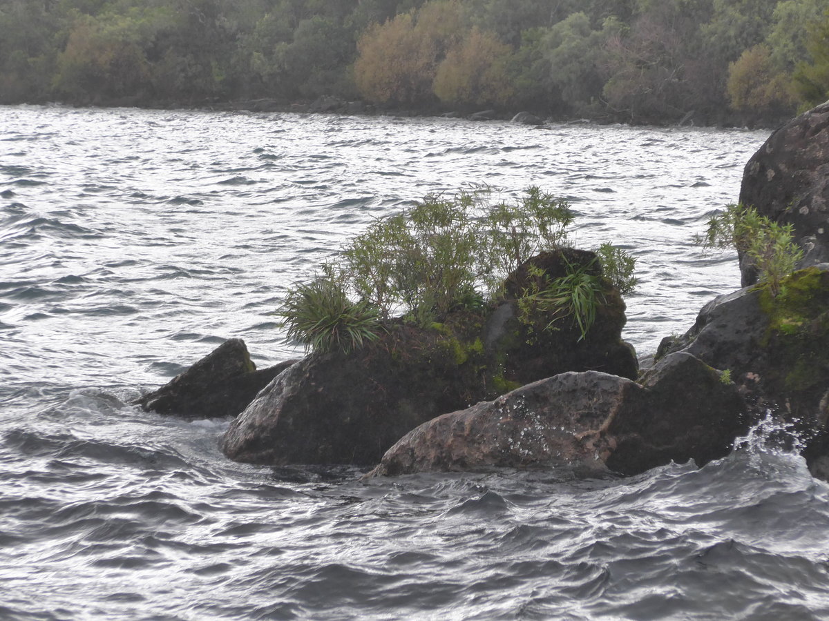 (191'268) - Steine mit Gr�n im Lake Taupo am 24. April 2018 bei Taupo