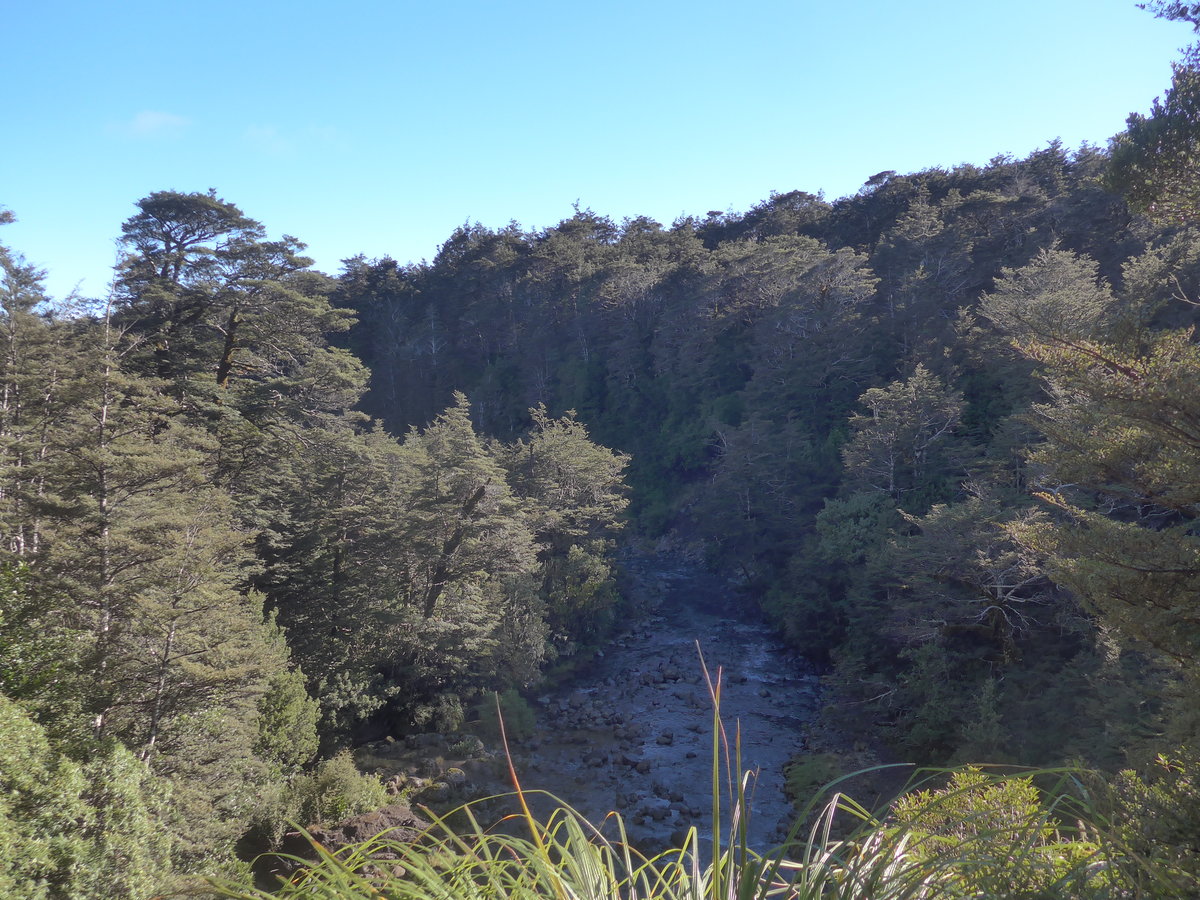 (191'324) - Wald und Bergbach im Tongariro-Nationalpark am 25. April 2018 bei Whakapapa