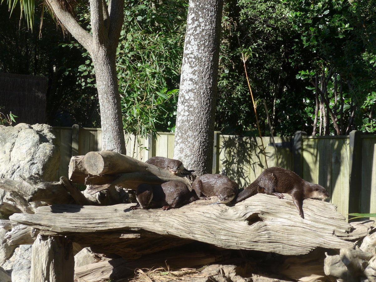 (191'429) - Fischottern am 26. April 2018 in Wellington, Zoo