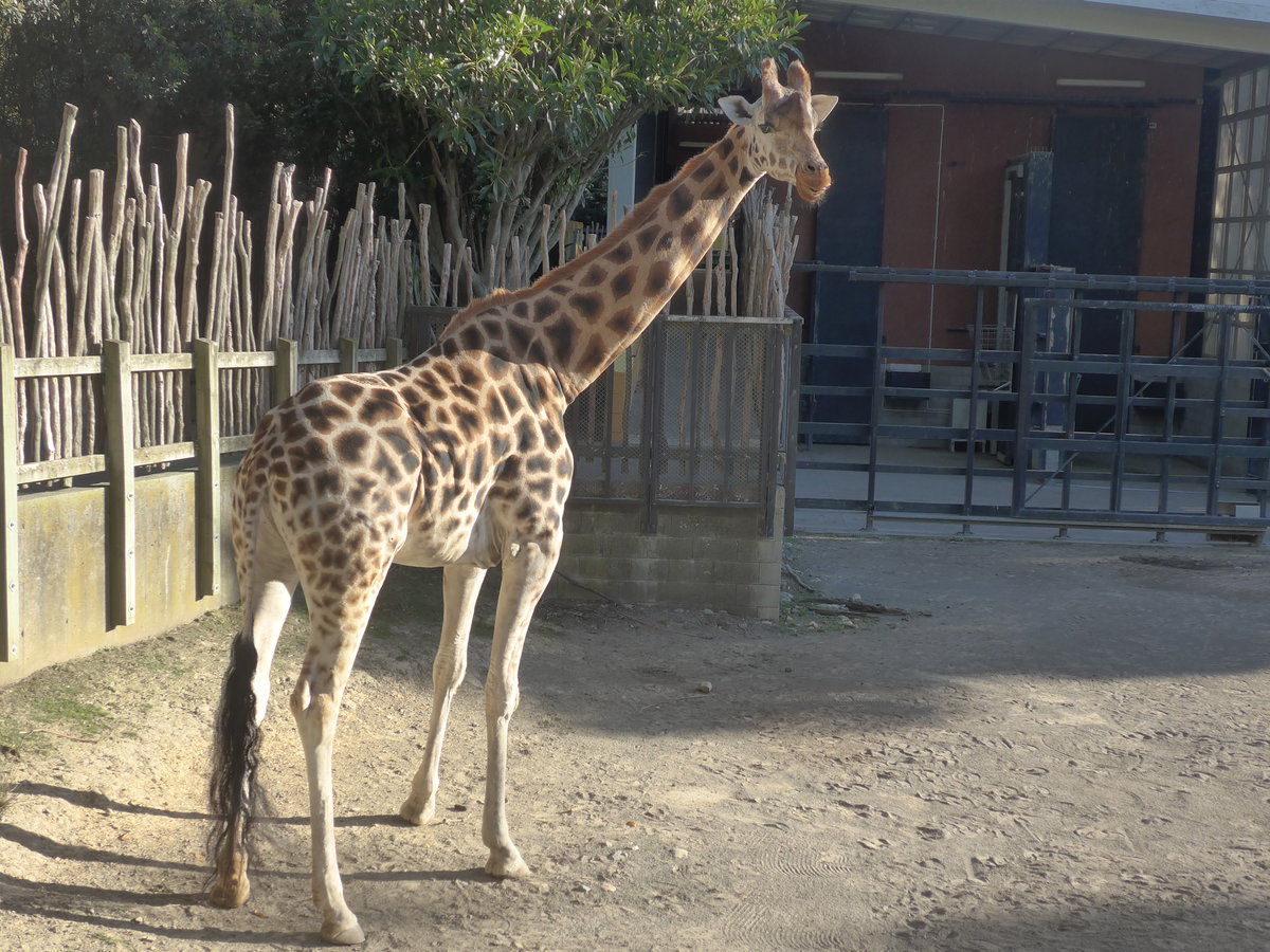 (191'483) - Giraffe am 26. April 2018 in Wellington, ZOO
