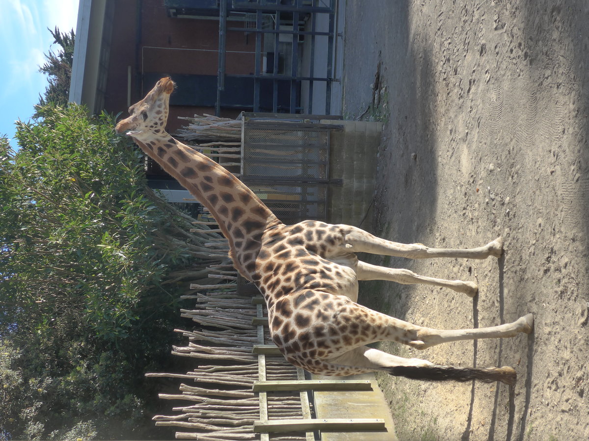 (191'485) - Giraffe am 26. April 2018 in Wellington, ZOO