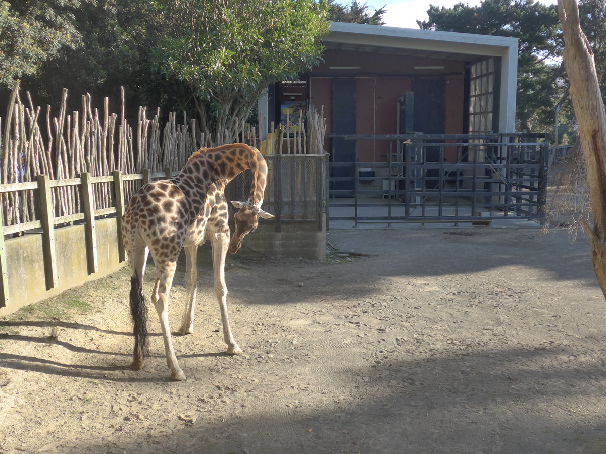 (191'487) - Giraffe am 26. April 2018 in Wellington, ZOO