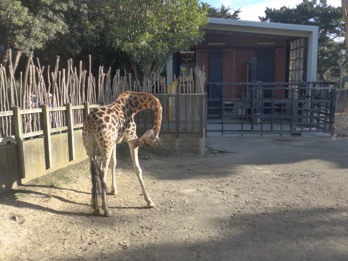 (191'488) - Giraffe am 26. April 2018 in Wellington, ZOO