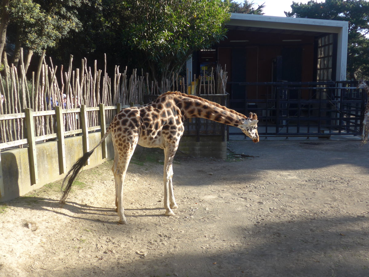 (191'489) - Giraffe am 26. April 2018 in Wellington, ZOO