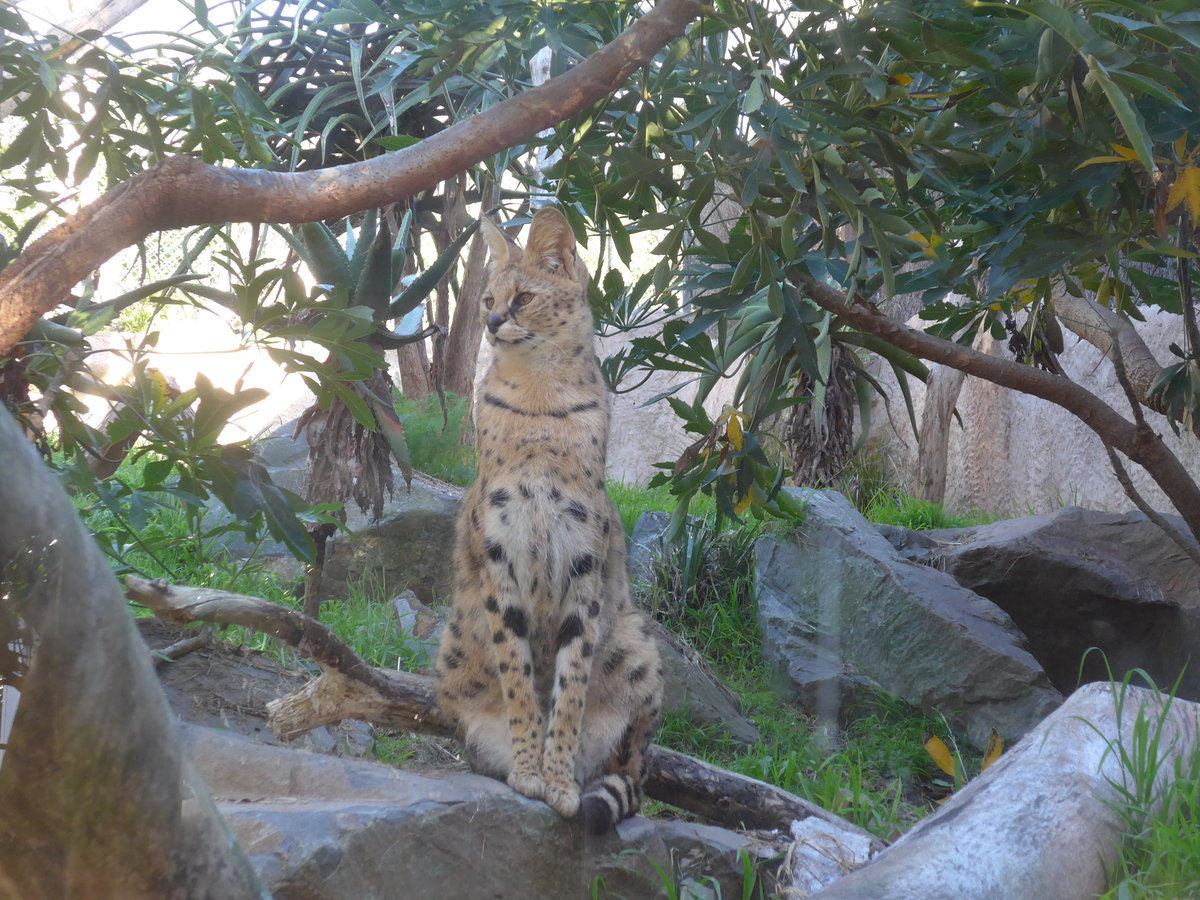 (191'494) - Wildkatze am 26. April 2018 in Wellington, ZOO