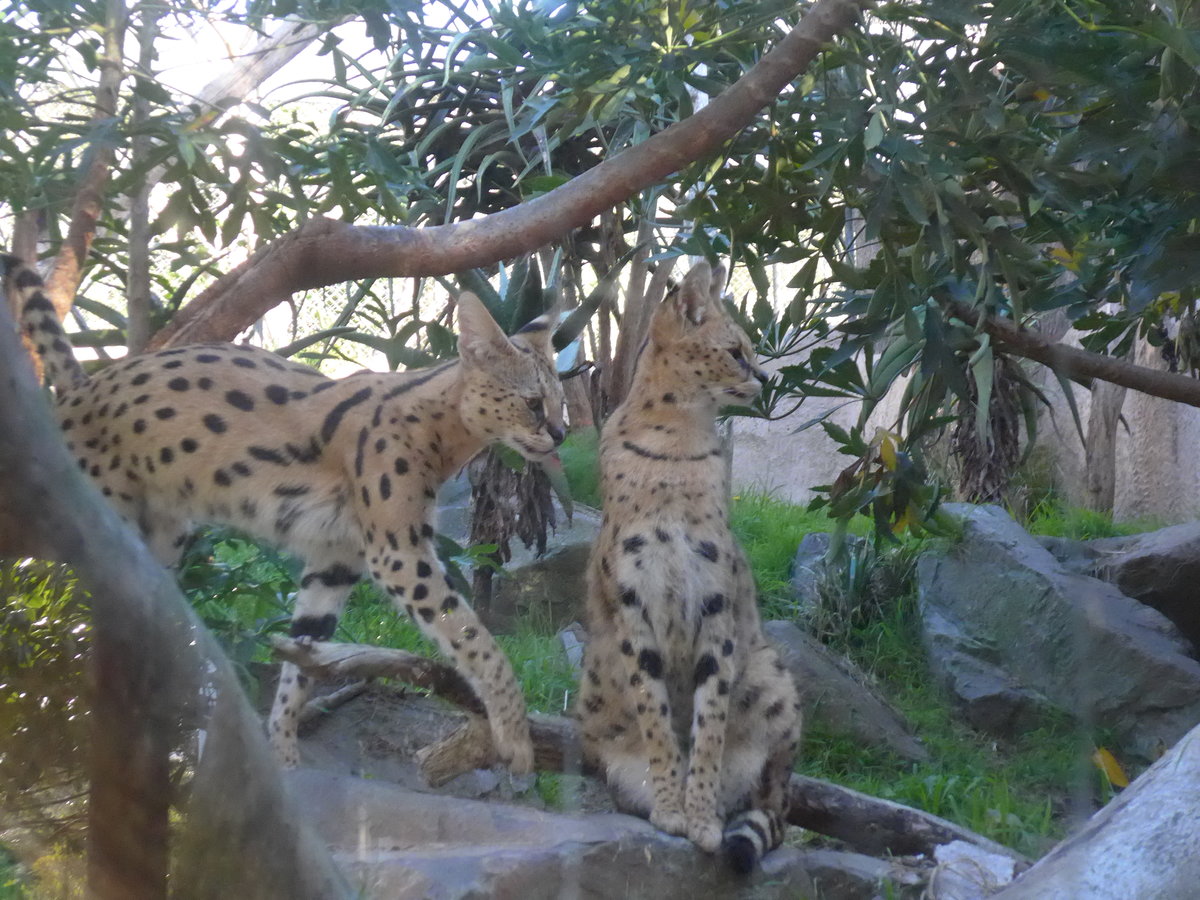 (191'496) - Zwei Wildkatzen am 26. April 2018 in Wellington, ZOO