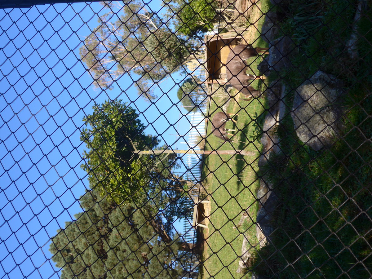 (191'507) - Antilopen am 26. April 2018 in Wellington, ZOO