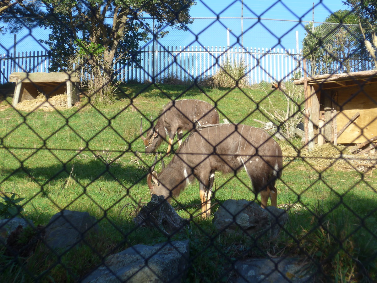 (191'508) - Antilopen am 26. April 2018 in Wellington, ZOO
