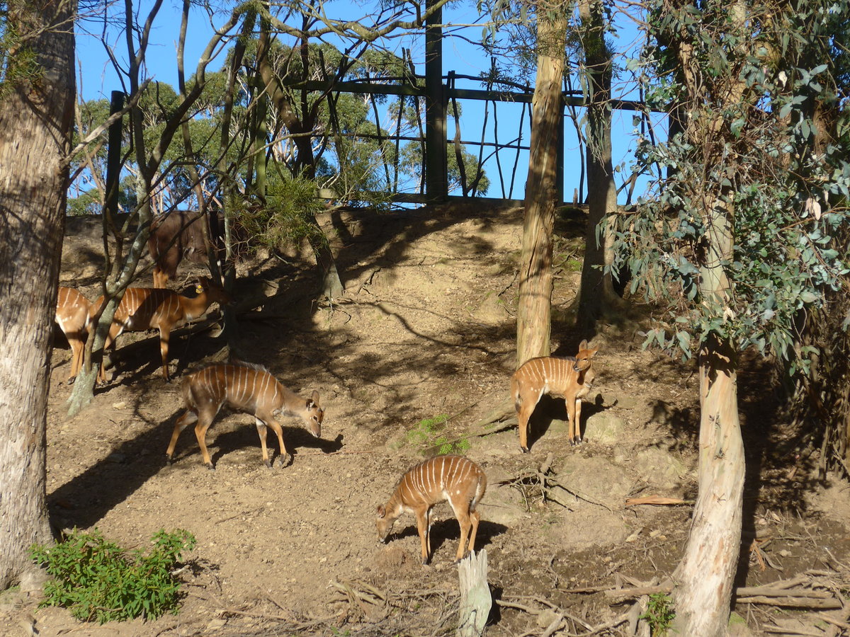 (191'519) - Antilopen am 26. April 2018 in Wellington, ZOO