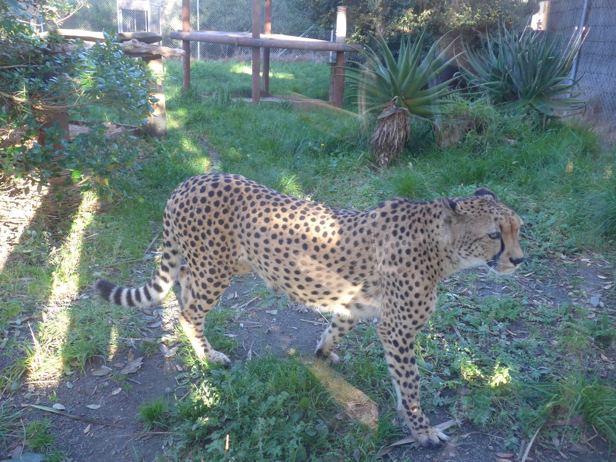 (191'532) - Gepard am 26. April 2018 in Wellington, ZOO