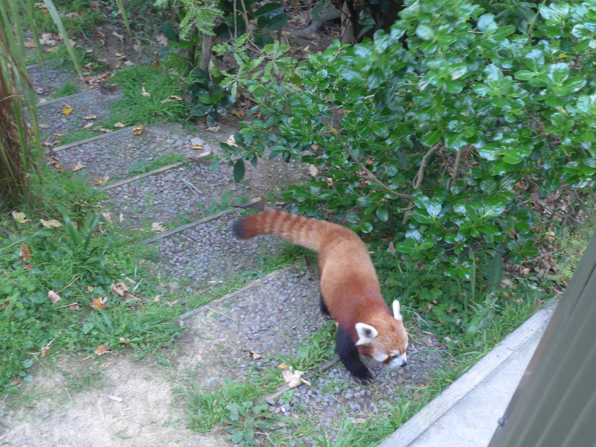 (191'538) - Roter Panda am 26. April 2018 in Wellington, ZOO