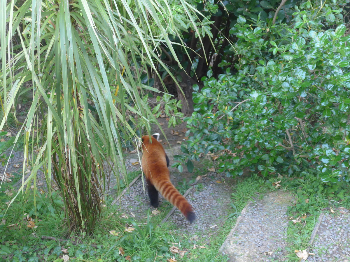 (191'539) - Roter Panda am 26. April 2018 in Wellington, ZOO