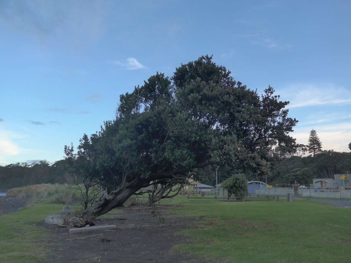 (191'841) - Ein schr�ger Baum am 29. April 2018 in Opunake