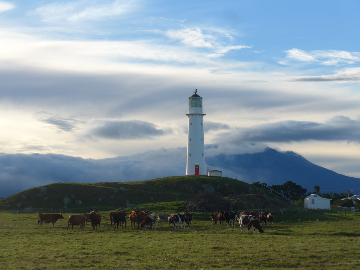 (191'860) - Leuchtturm und K�he am 29. April 2018 bei Pungarehu