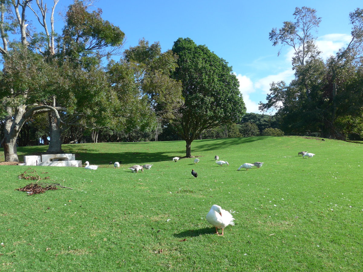 (192'205) - Schw�ne im Park von Motat am 1. Mai 2018 in Auckland