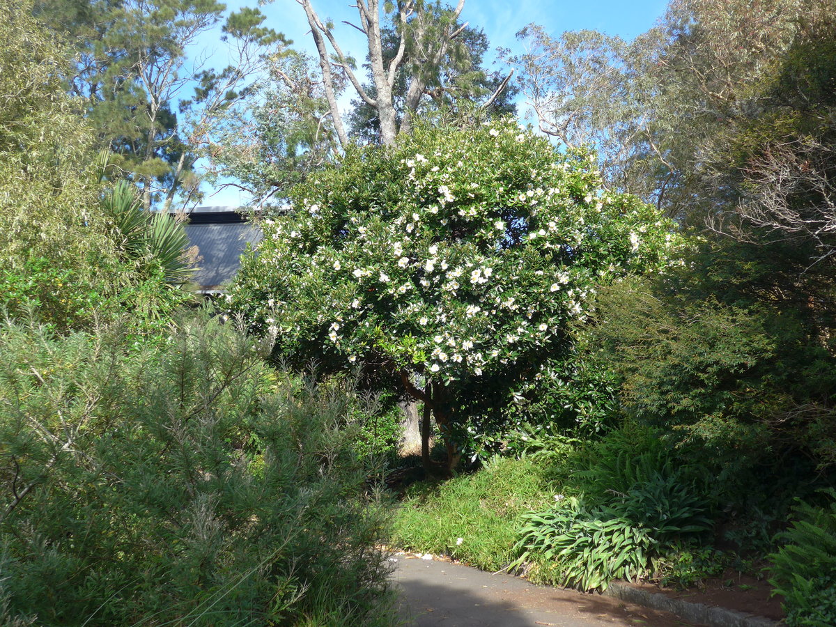 (192'207) - Bl�hender Baum im Park von Motat am 1. Mai 2018 in Auckland