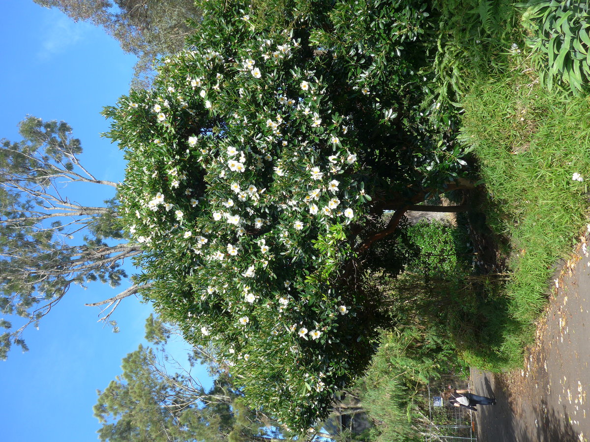 (192'209) - Bl�hender Baum im Park von Motat am 1. Mai 2018 in Auckland
