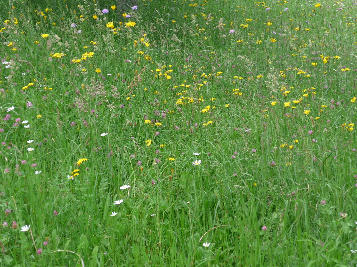 (193'694) - Blumenwiese am 3. Juni 2018 bei Waldh�usern