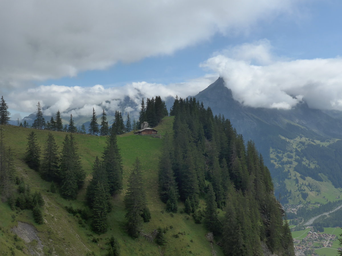 (195'959) - Alph�tte und Tannen am 18. August 2018 auf der Allmenalp bei Kandersteg