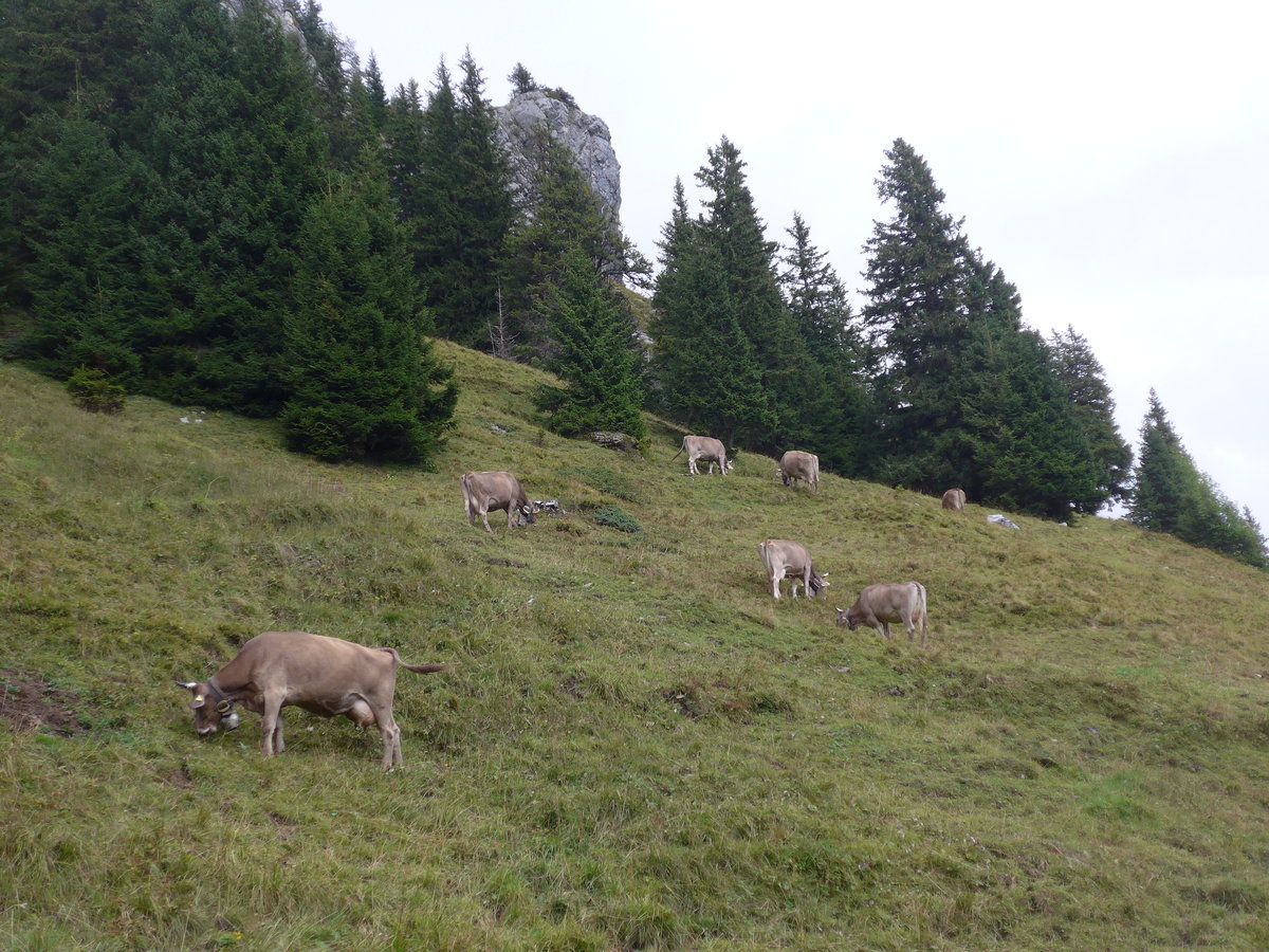 (195'966) - K�he auf der Allmenalp am 18. August 2018 bei Kandersteg