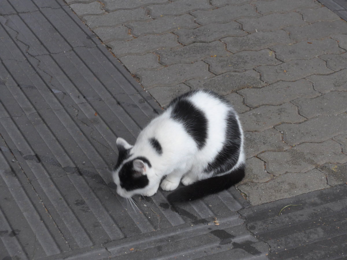 (197'429) - Eine Katze am 14. September 2018 beim Bahnhof S�d in Salzburg