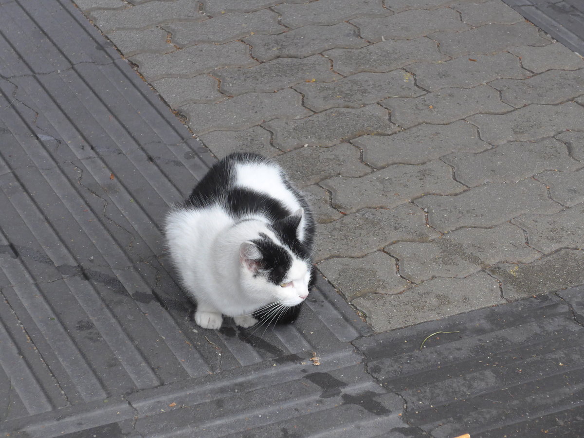(199'430) - Eine Katze am 14. September 2018 beim Bahnhof S�d in Salzburg