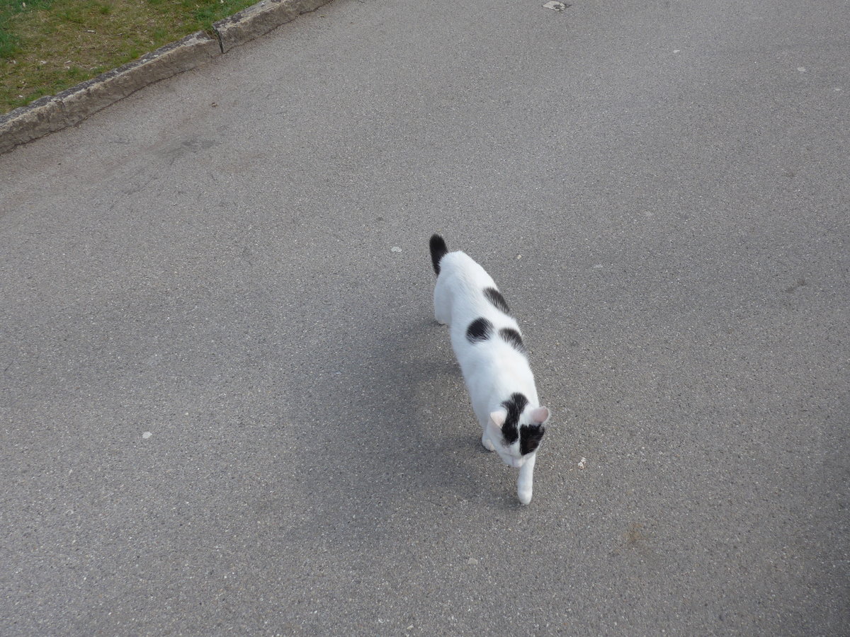 (203'575) - Katze am 13. April 2019 in Moutier