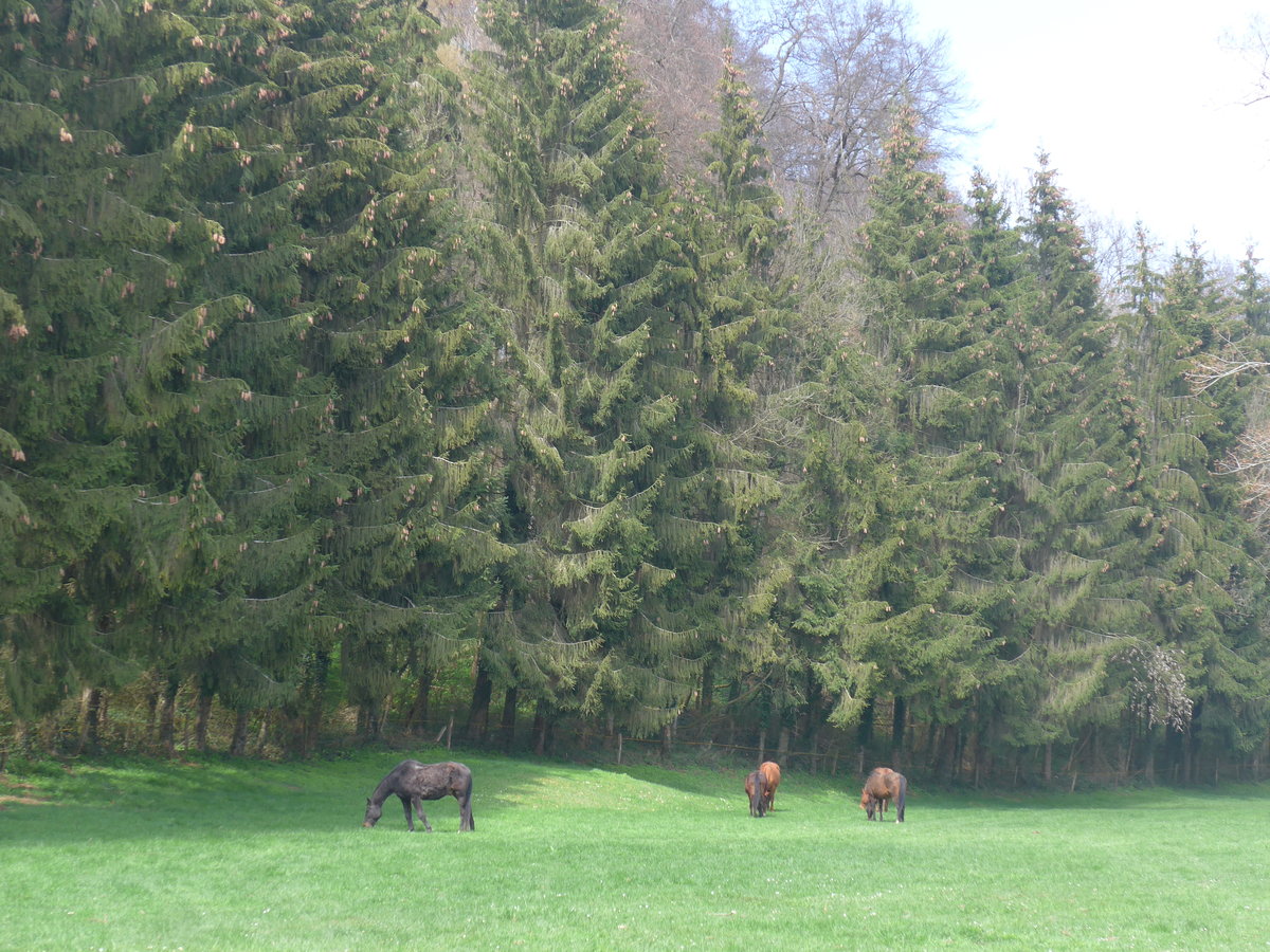 (203'722) - Pferde am 15. April 2019 in Beurnev�sin