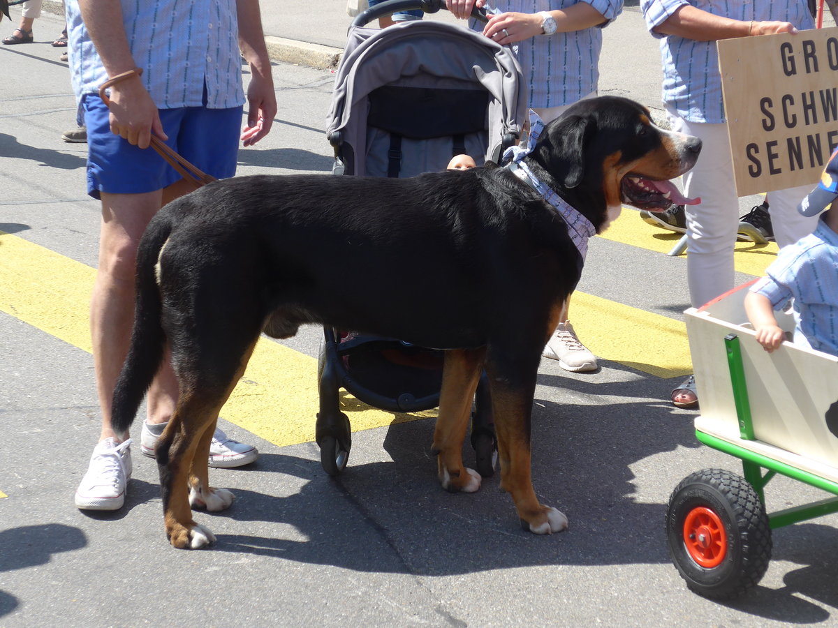 (206'751) - Sennenhund am 23. Juni 2019 am Jodlerfest-Umzug in Winterthur