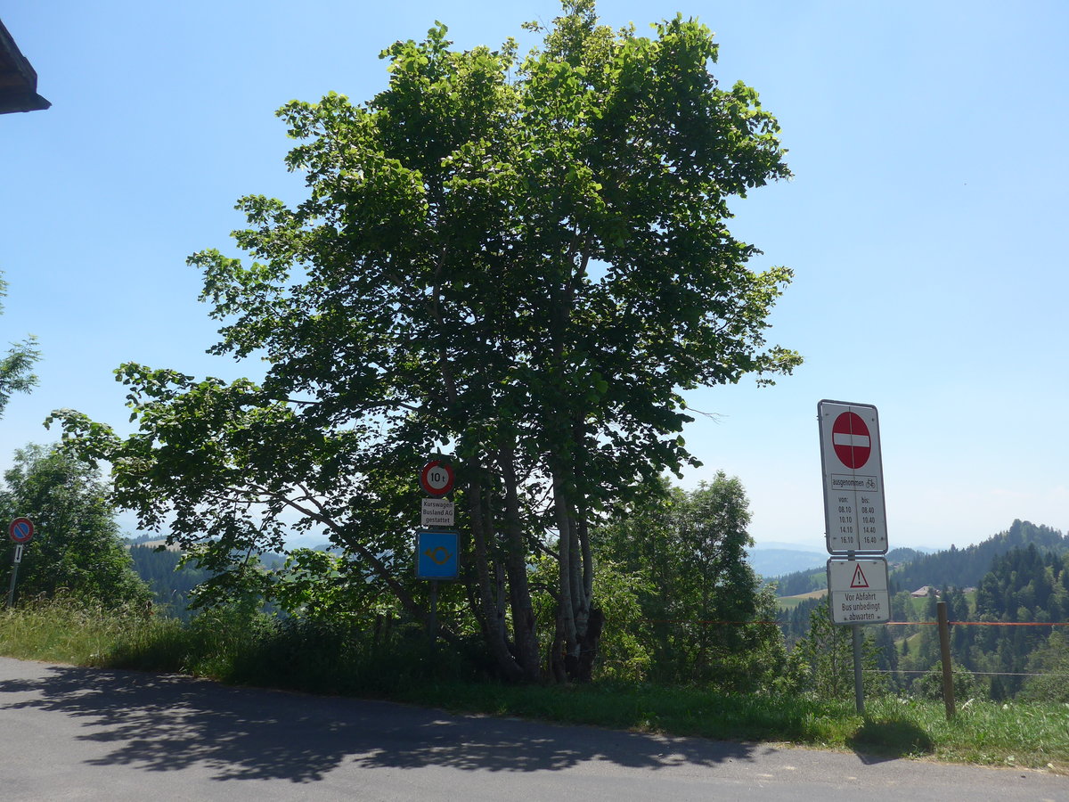 (206'889) - Baum am 30. Juni 2019 auf der L�derenalp