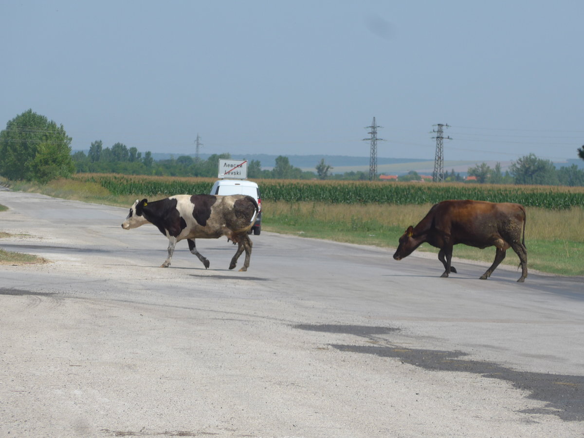 (206'989) - K�he �berqueren die Strasse am 3. Juli 2019 in Levski