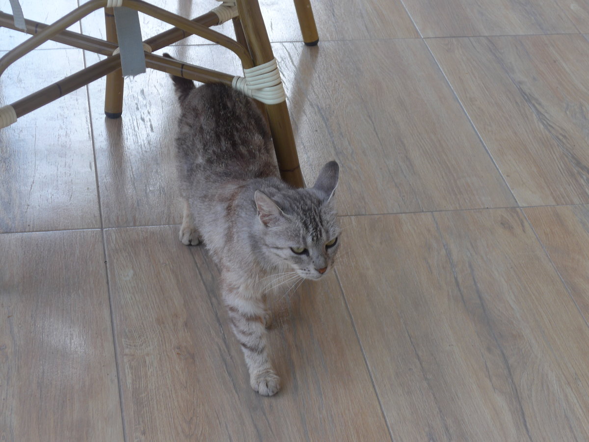 (207'178) - Eine Katze am 4. Juli 2019 in Gabrovo