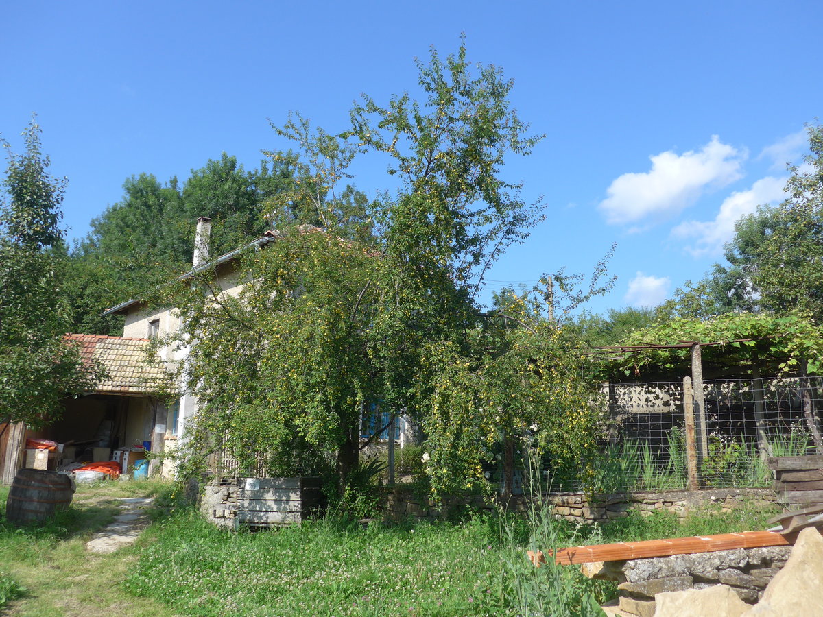 (207'259) - Apfelbaum beim Ferienheim am 4. Juli 2019 in Kavlak