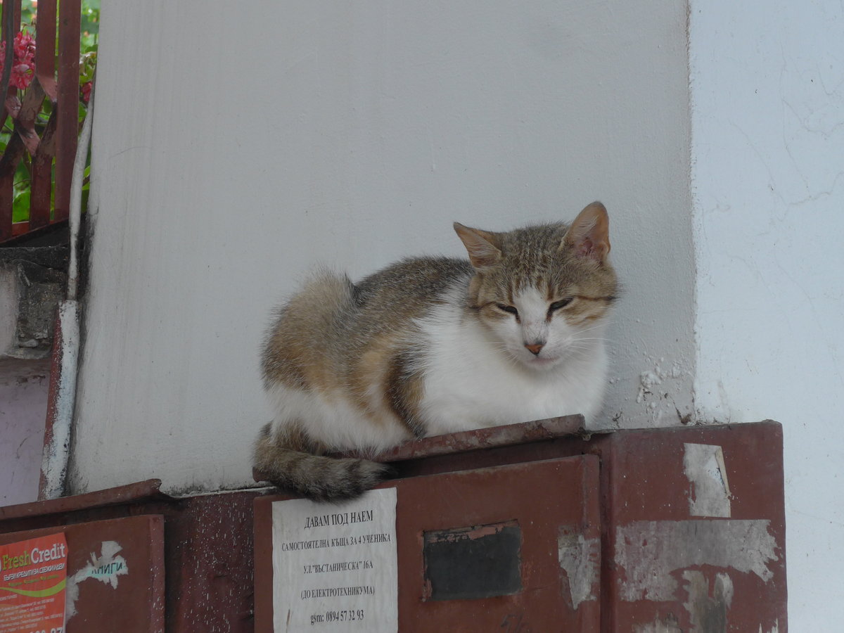 (207'318) - Katze am 5. Juli 2019 in Gorna Orjachowiza
