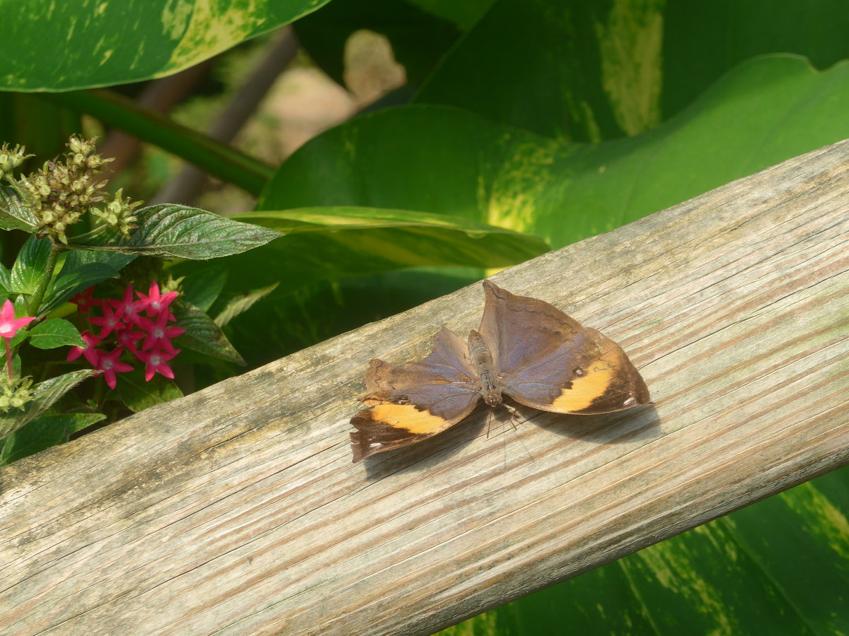 (209'094) - Verletzter Schmetterling am 25. August 2019 im Papiliorama in Kerzers