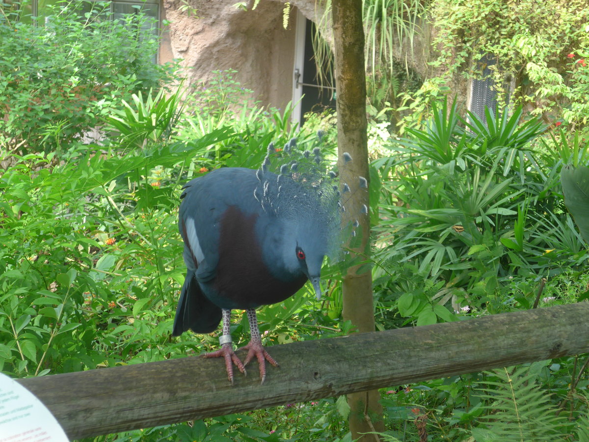 (209'096) - F�chertaube am 25. August 2019 im Papiliorama in Kerzers