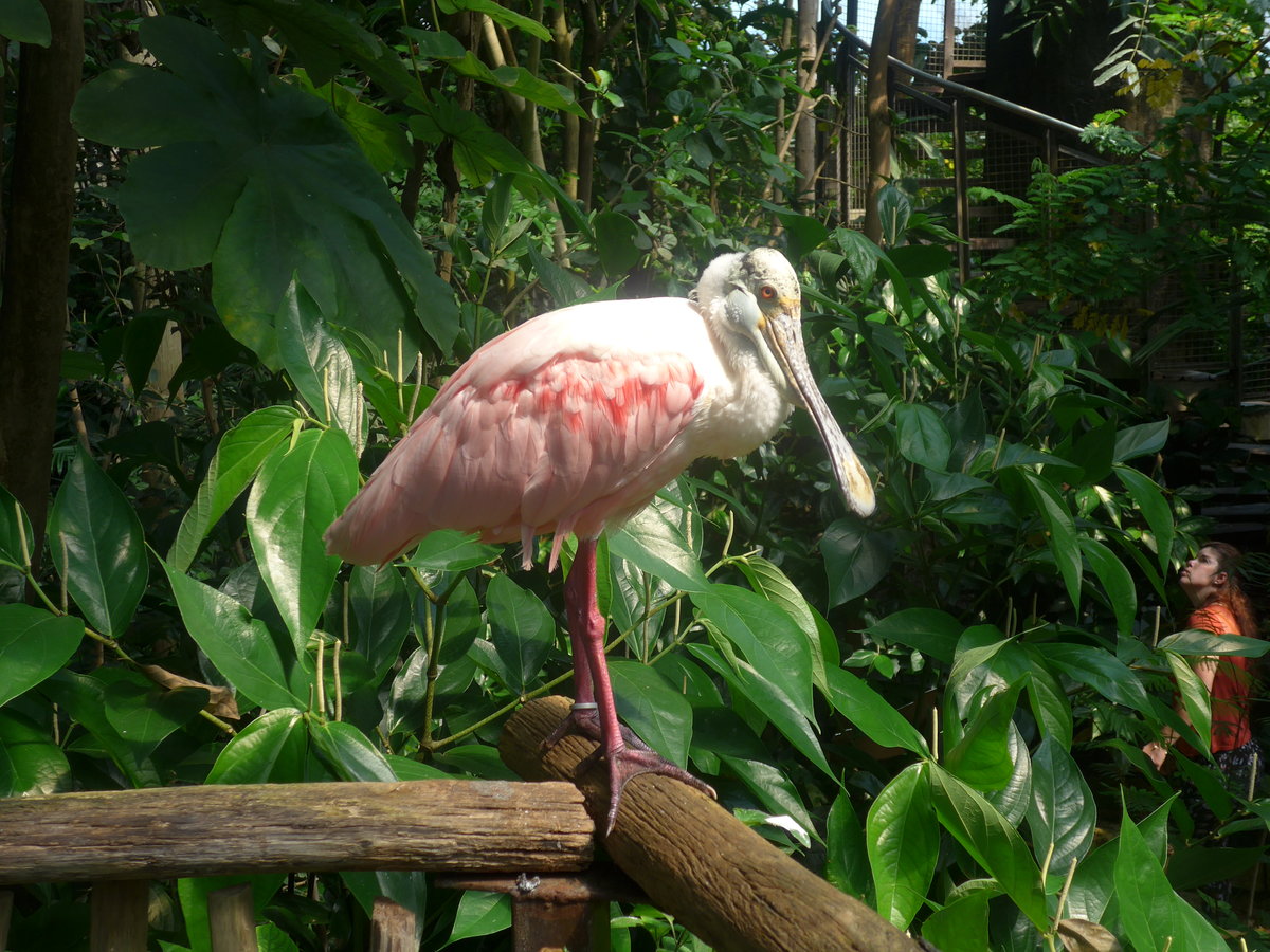 (209'107) - Rosa L�ffler am 25. August 2019 im Papiliorama in Kerzers