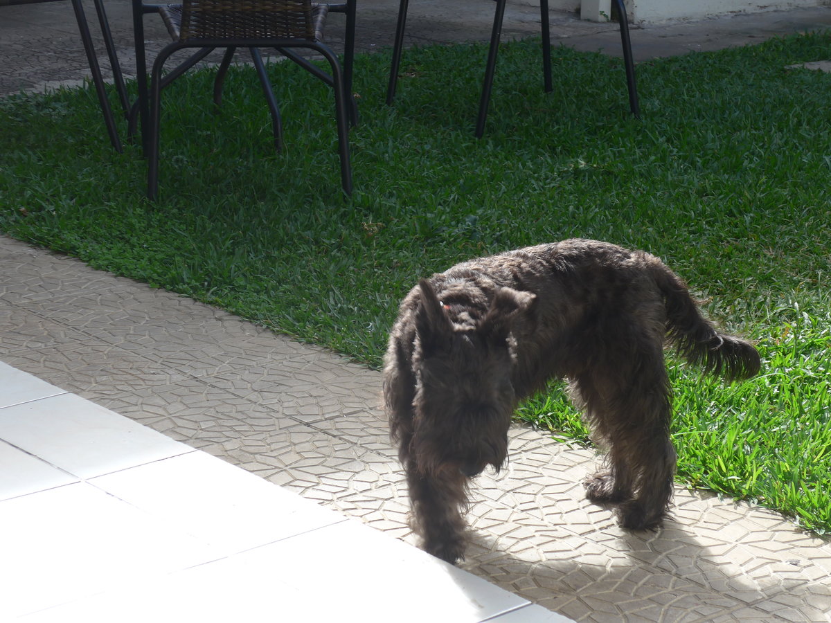 (211'079) - Hund am 13. November 2019 in San Jos�