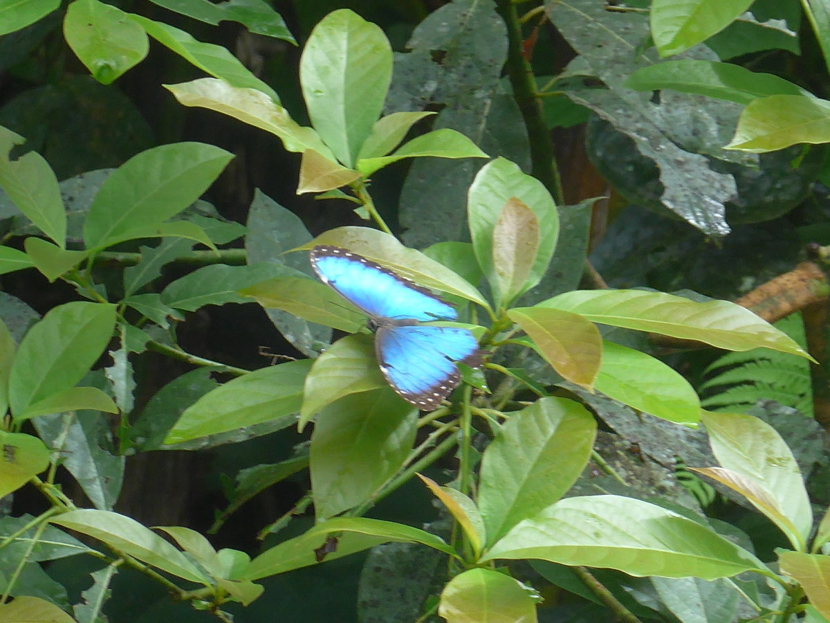 (211'162) - Schmetterling am 14. November 2019 im Mistico bei La Fortuna
