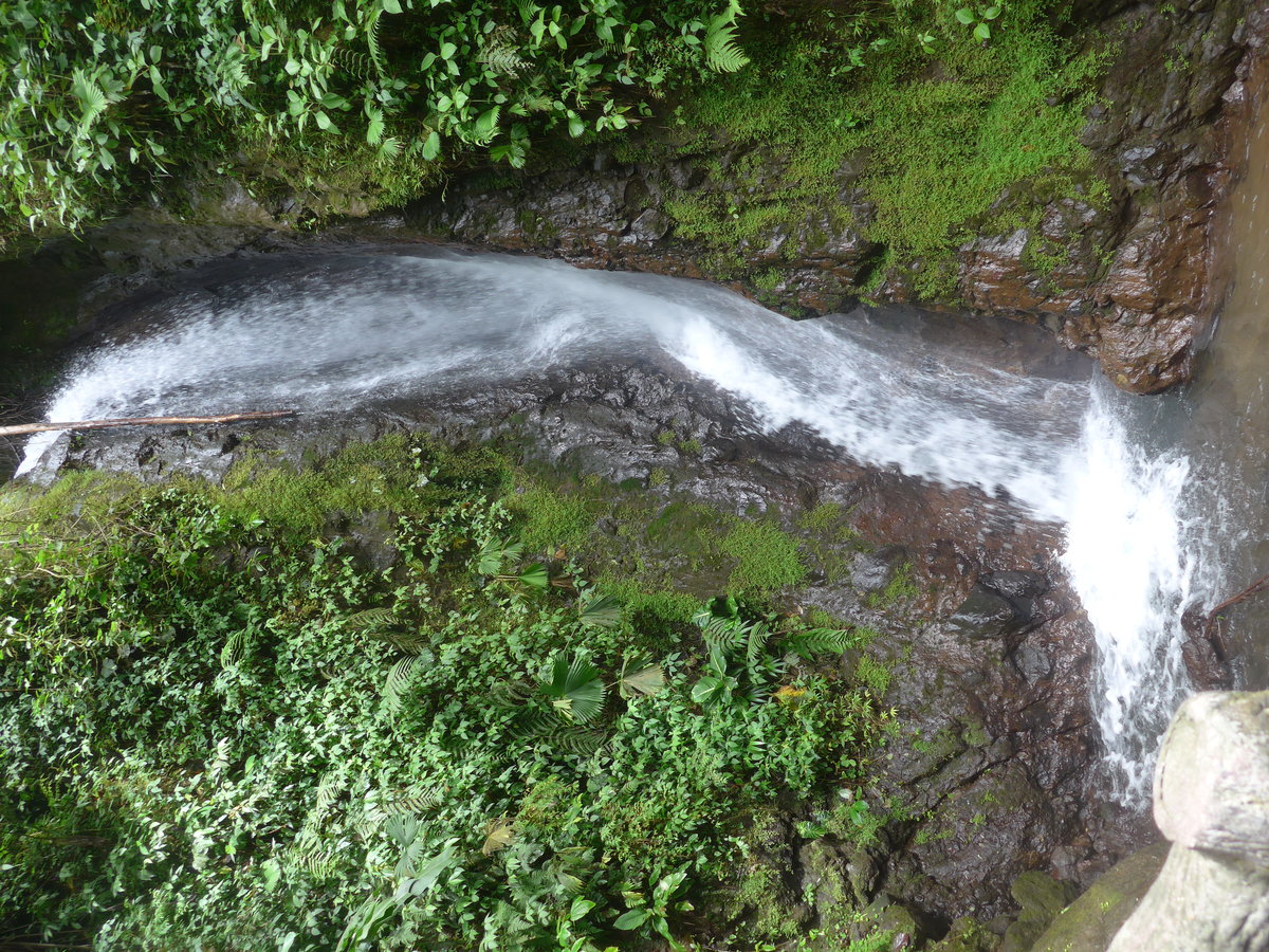 (211'193) - Catarata Morpho Azul im Mistico am 14. November 2019 bei La Fortuna