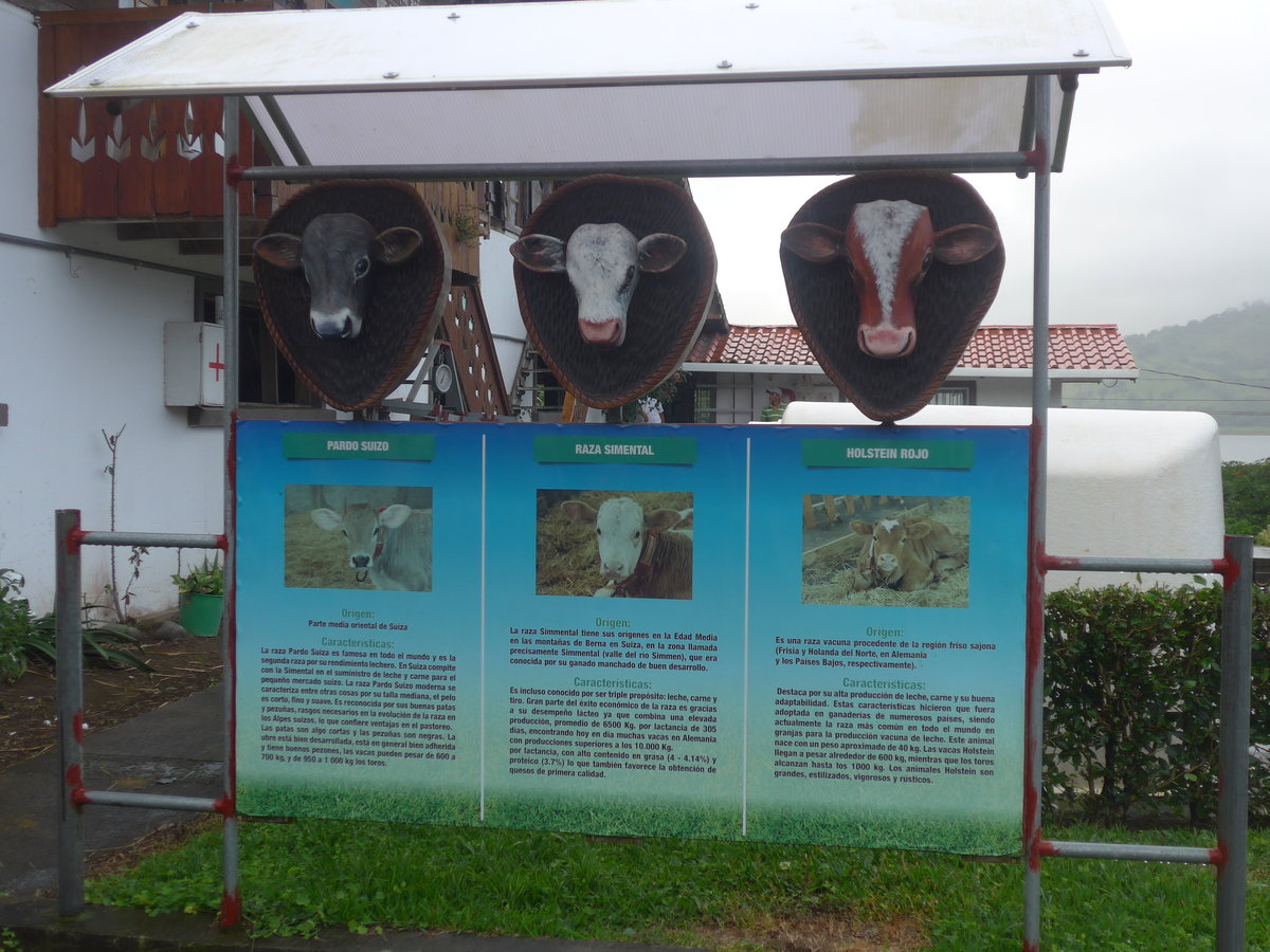 (211'373) - Die drei Kuhrassen  Pardo Suizo ,  Raza Simental  und  Holstein Rojo= am 16. November 2019 in Nuevo Arenal, Los H�roes