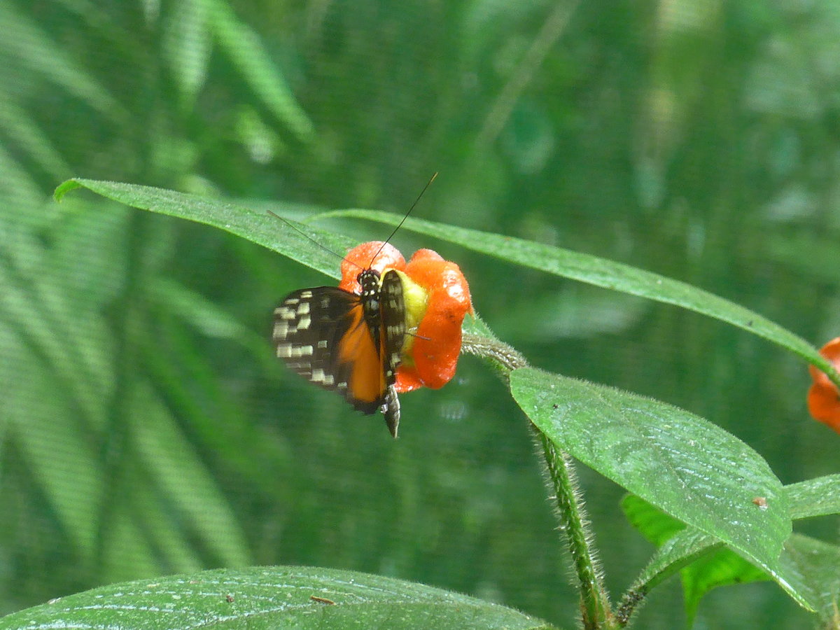 (211'509) - Schmetterling im Danaus am 17. November 2019 bei La Fortuna