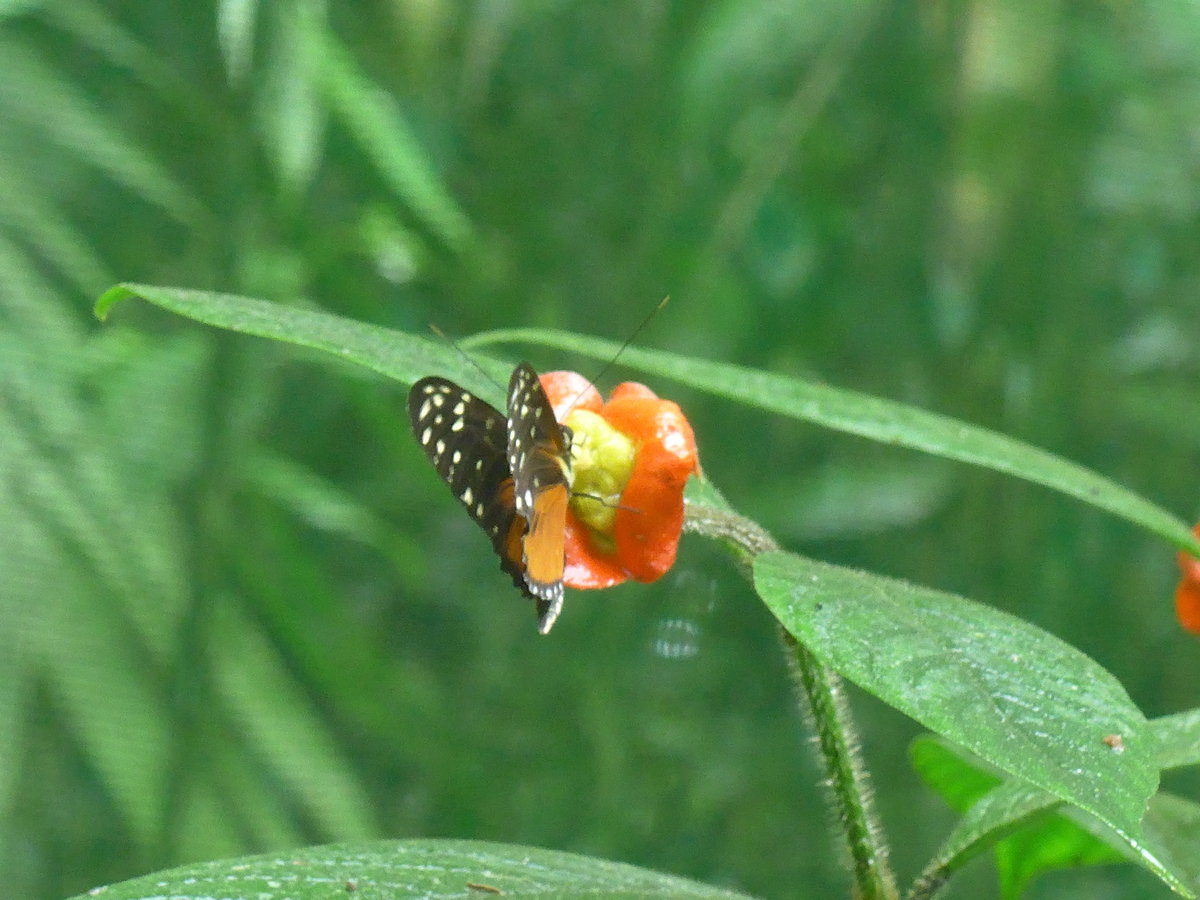 (211'510) - Schmetterling im Danaus am 17. November 2019 bei La Fortuna