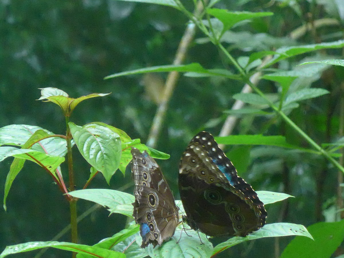 (211'514) - Schmetterlinge im Danaus am 17. November 2019 bei La Fortuna