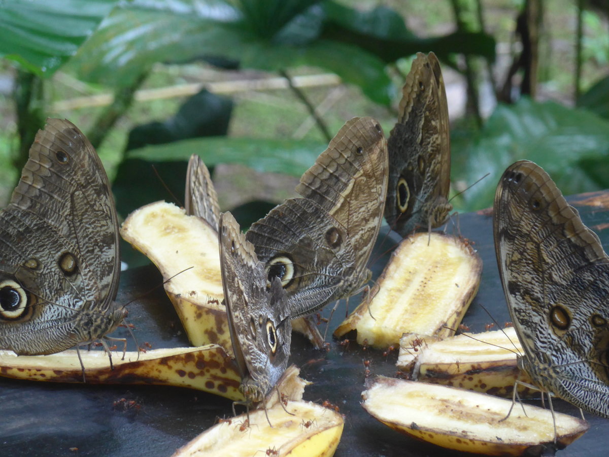(211'520) - Schmetterlinge im Danaus am 17. November 2019 bei La Fortuna