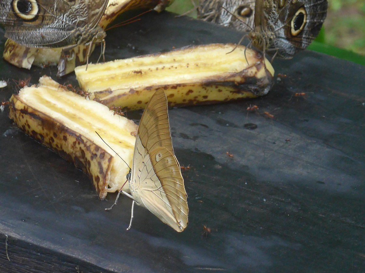 (211'521) - Schmetterlinge im Danaus am 17. November 2019 bei La Fortuna